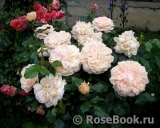 Garden of Roses Garden of Roses