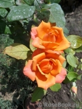 Ashram Ashram