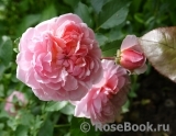Anne Boleyn Anne Boleyn