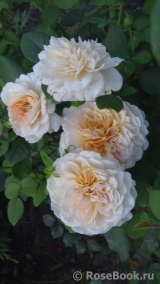 English Garden® English Garden®