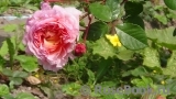 Abraham Darby Abraham Darby