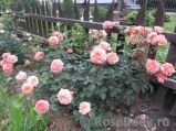 Rose de Gerberoy ® Rose de Gerberoy ®