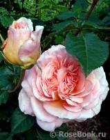 Abraham Darby Abraham Darby