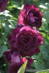 Burgundy Ice Burgundy Ice