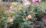 Gartenspass ® Gartenspass ®