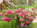 Rosarium Uetersen Rosarium Uetersen
