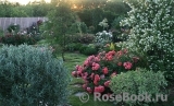 Садовые композиции с розами и сочетания сортов