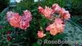 Augusta Luise Augusta Luise