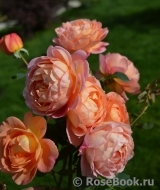 Lady of Shalott Lady of Shalott