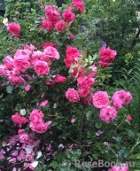 Rosarium Uetersen Rosarium Uetersen