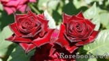 Black Baccara Black Baccara