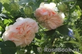 Claire Rose Claire Rose