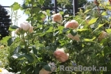 Claire Rose Claire Rose