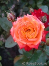 Red Gold Red Gold