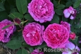 Reine des Violettes Reine des Violettes
