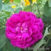 Rose de Rescht Rose de Rescht