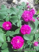 Rose de Rescht Rose de Rescht