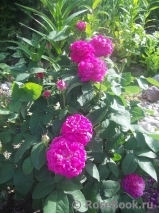 Rose de Rescht Rose de Rescht