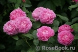 Mary Rose Mary Rose