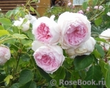 The Wedgwood Rose The Wedgwood Rose