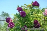 Bleu Magenta Bleu Magenta