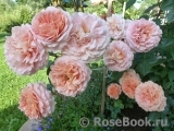 Abraham Darby Abraham Darby