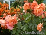 Westerland Westerland