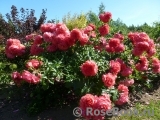 Rosarium Uetersen Rosarium Uetersen