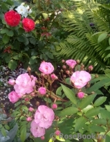 Heavenly Pink Heavenly Pink