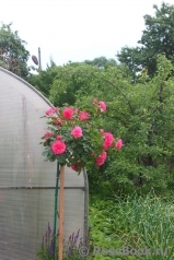 Rosarium Uetersen Rosarium Uetersen