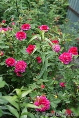 Sophy’s Rose Sophy’s Rose