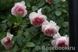 The Wedgwood Rose The Wedgwood Rose