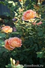 Lady of Shalott Lady of Shalott