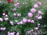 Alan Titchmarsh Alan Titchmarsh
