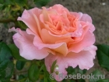 Augusta Luise Augusta Luise