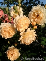 Crown Princess Margareta® Crown Princess Margareta®