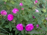 Reine des Violettes Reine des Violettes