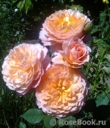 Rose de Gerberoy ® Rose de Gerberoy ®