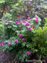 Rose de Rescht Rose de Rescht