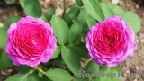 Heidi Klum Rose Heidi Klum Rose