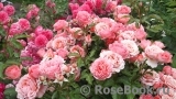 Pink Abundance Pink Abundance