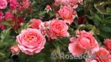Pink Abundance Pink Abundance