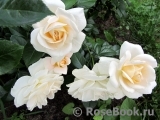 Lions Rose Lions Rose