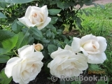 Lions Rose Lions Rose