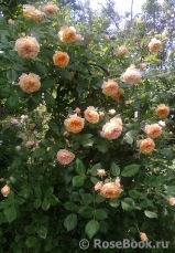 Crown Princess Margareta® Crown Princess Margareta®