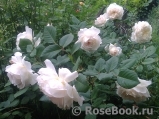 Crocus Rose® Crocus Rose®