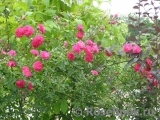 Excelsa Excelsa