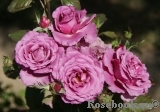 Shocking Blue Shocking Blue