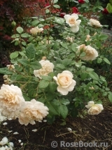 Crocus Rose® Crocus Rose®