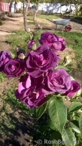 Rhapsody in Blue 